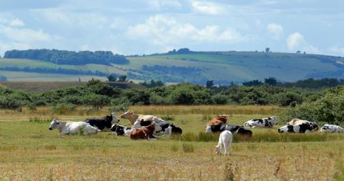 Applications open for dairy farms interested in entrepreneurship
