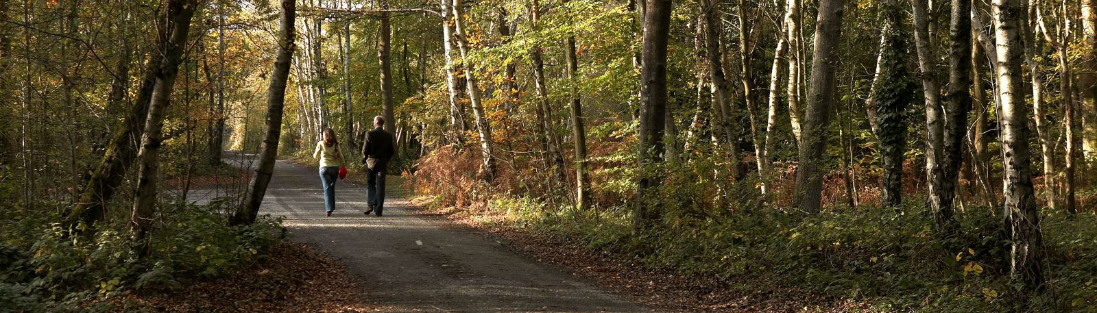 Two people walking down a woodland path lined with trees